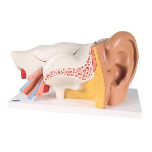 Kinderspielzeug Menschliche Anatomie Ohr Modell 6-fache Größe 